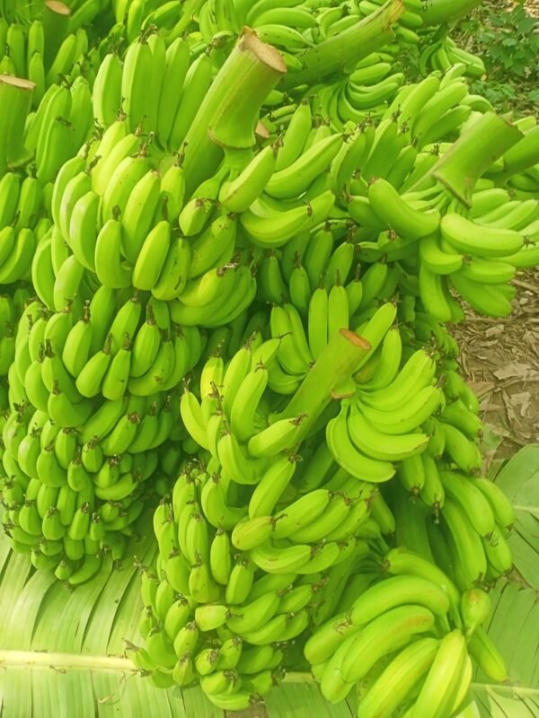 Kacha Kela